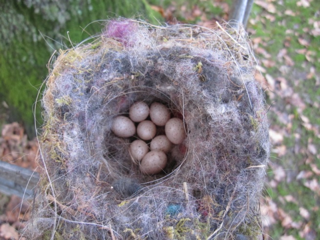 Nestverlating